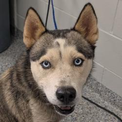 Shelter Stray Male Dog last seen , 328 Furman Hall Rd, Greenville, SC 29609, USA