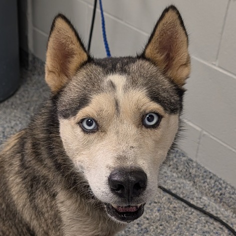 Shelter Stray Male Dog last seen , 328 Furman Hall Rd, Greenville, SC 29609, USA