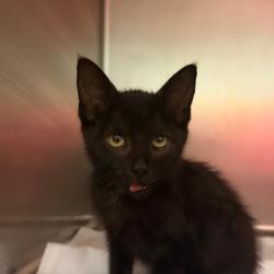Shelter Stray Female Cat last seen , 4500 N Access Rd, Chattanooga, TN 37415, USA