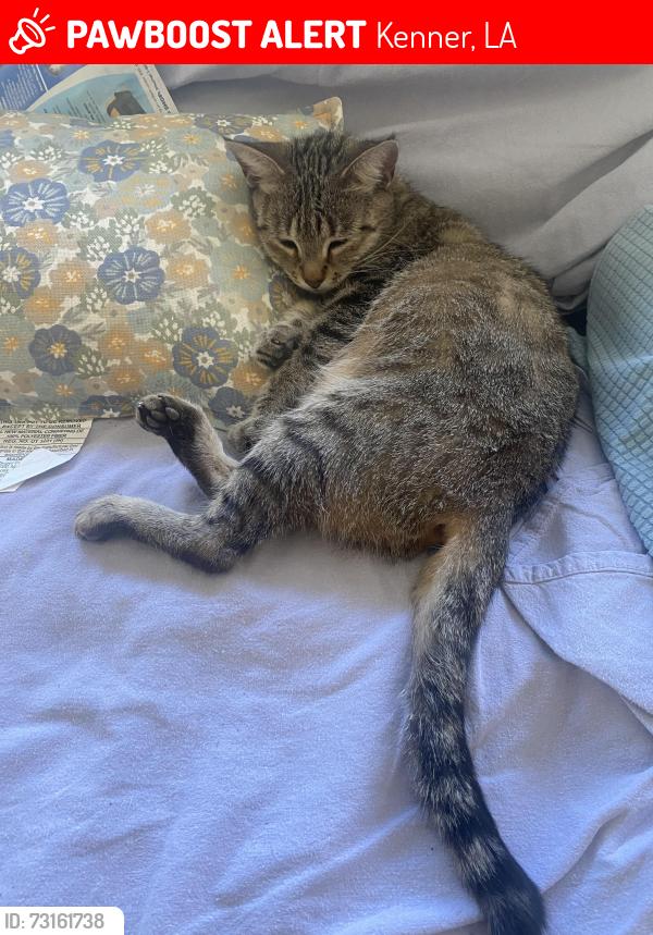 Lost Female Cat last seen Near block of Iowa/20th Street, Kenner, LA 70062