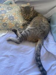 Lost Female Cat last seen Near block of Iowa/20th Street, Kenner, LA 70062