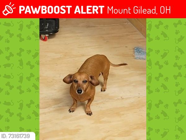 Lost Female Dog last seen Kroger Mt Gilead Ohio, Mount Gilead, OH 43338