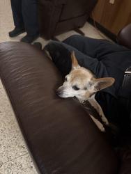 Found/Stray Unknown Dog last seen Berea, Greenville, SC 29611