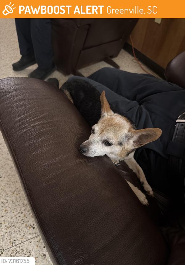 Found/Stray Unknown Dog last seen Berea, Greenville, SC 29611