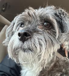 Found/Stray Unknown Dog last seen Unser blvd and westside blvd Rio Rancho/ Abq, Rio Rancho, NM 87124