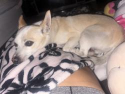 Lost Male Dog last seen Chevalier Ave and pacific ave, Baldwin Park, CA 91706