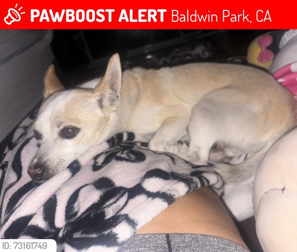 Lost Male Dog last seen Chevalier Ave and pacific ave, Baldwin Park, CA 91706