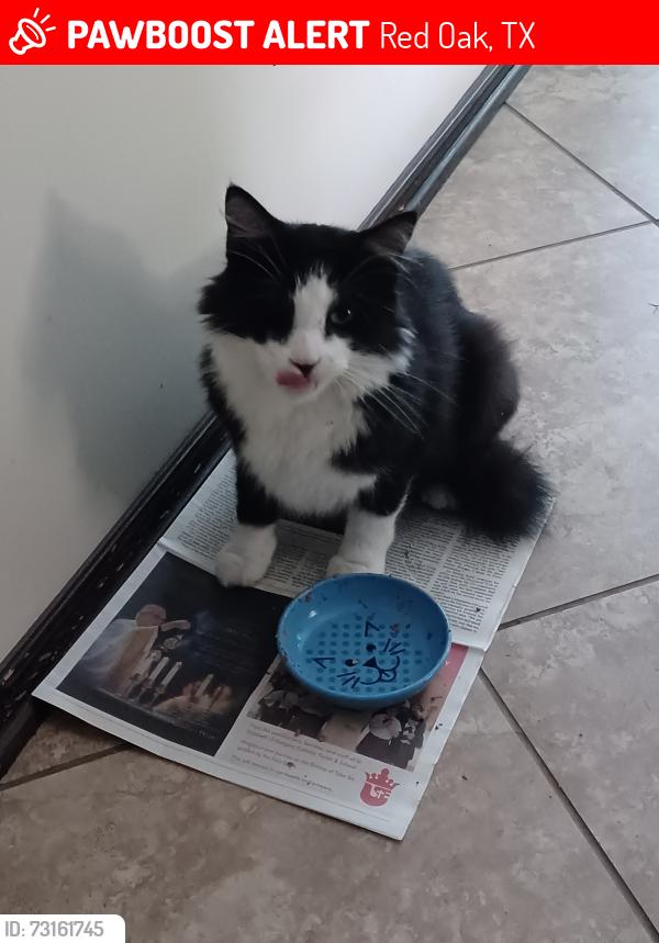 Lost Male Cat last seen Near W Red Oak Road, Red Oak, TX 75154