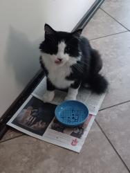 Lost Male Cat last seen Near W Red Oak Road, Red Oak, TX 75154