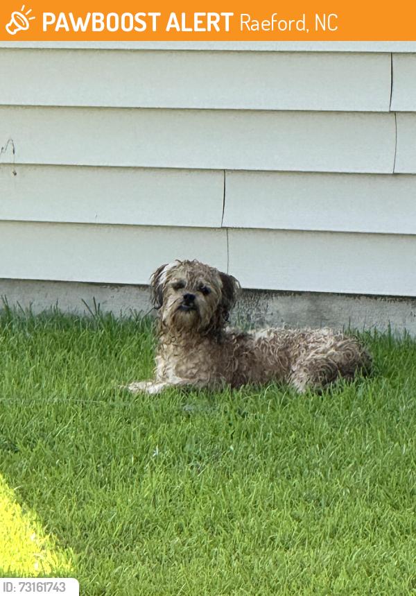Found/Stray Male Dog last seen 401/hobson, Raeford, NC 28376