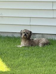 Found/Stray Male Dog last seen 401/hobson, Raeford, NC 28376