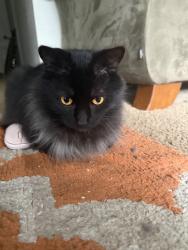 Lost Male Cat last seen Oak creek apmts in the E section, Vancouver, WA 98682