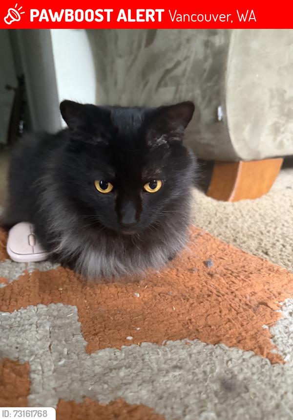 Lost Male Cat last seen Oak creek apmts in the E section, Vancouver, WA 98682