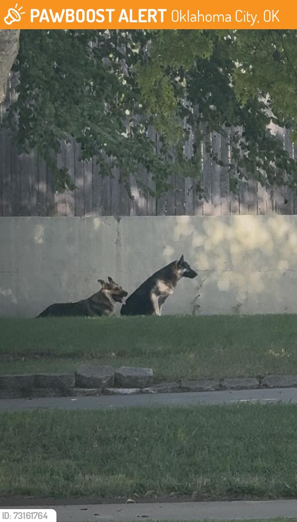 Found/Stray Unknown Dog last seen Cornerstone United Methodist Church, Oklahoma City, OK 73107