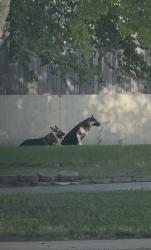 Found/Stray Unknown Dog last seen Cornerstone United Methodist Church, Oklahoma City, OK 73107