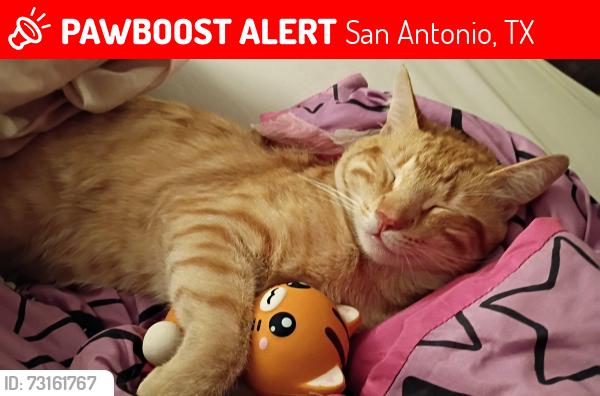 Lost Male Cat last seen Clark & Idell, San Antonio, TX 78223