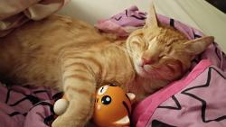 Lost Male Cat last seen Clark & Idell, San Antonio, TX 78223