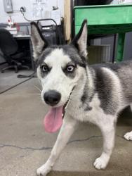Found/Stray Unknown Dog last seen Harbor Ave and 15th St, Long Beach, CA 90813