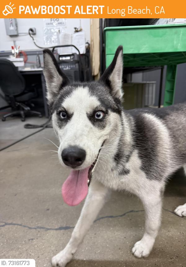 Found/Stray Unknown Dog last seen Harbor Ave and 15th St, Long Beach, CA 90813