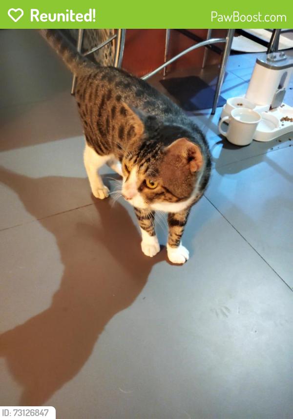 Reunited Male Cat last seen Nova, Davie, FL 33328