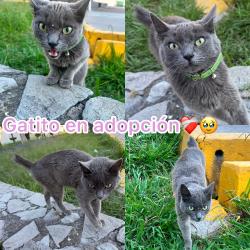 Found/Stray Unknown Cat last seen Avenida 9 sur, Heroica Puebla de Zaragoza, Pue. 72490