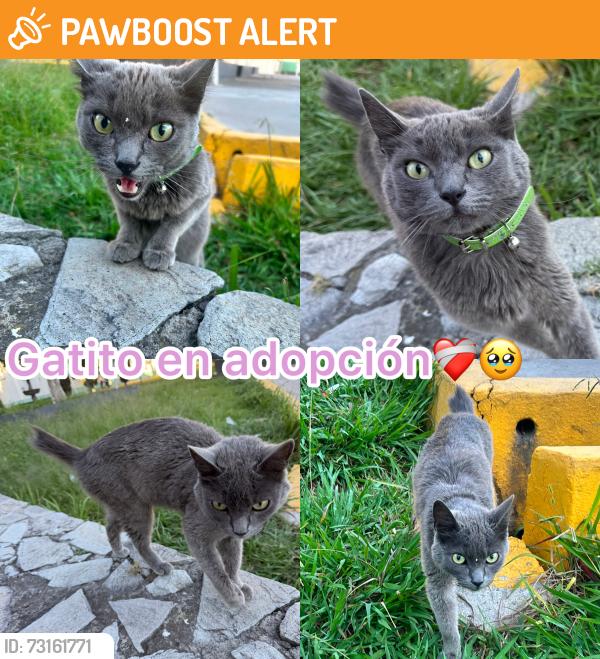 Found/Stray Unknown Cat last seen Avenida 9 sur, Heroica Puebla de Zaragoza, Pue. 72490