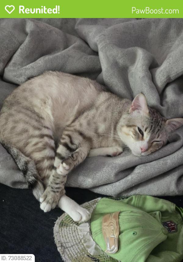 Reunited Male Cat last seen Homann Park and Lacey post office, Olympia, WA 98503