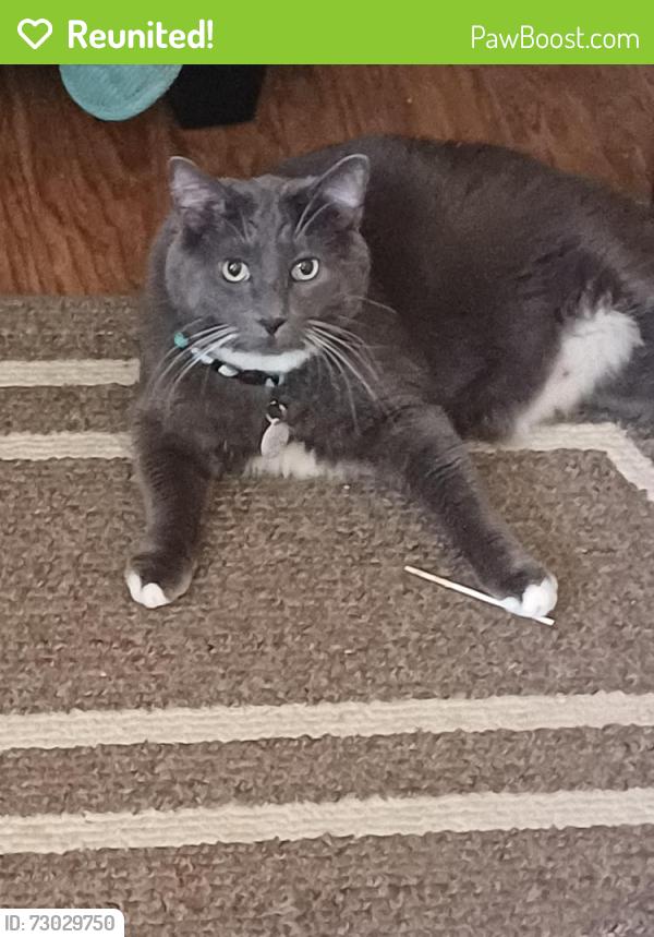 Reunited Male Cat last seen Arkansas Louisiana, St. Louis, MO 63118