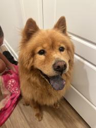 Found/Stray Male Dog last seen MTSU murphy center, Murfreesboro, TN 37132