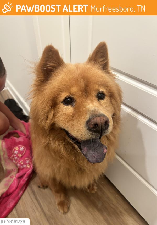 Found/Stray Male Dog last seen MTSU murphy center, Murfreesboro, TN 37132