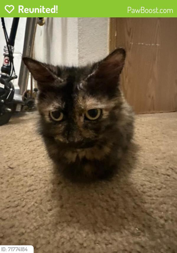 Reunited Female Cat last seen Near NE 49th St, Vancouver, WA 98682, USA, Vancouver, WA 98682