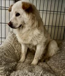 Found/Stray Male Dog last seen Near Meadowbrook Drive, Fort Worth, TX 76103