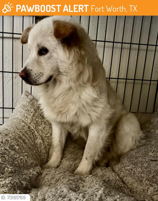 Found/Stray Male Dog last seen Near Meadowbrook Drive, Fort Worth, TX 76103