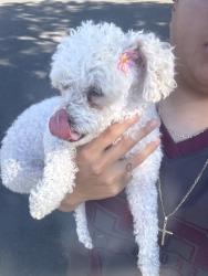 Found/Stray Female Dog last seen 19th, Aurora, CO 80011