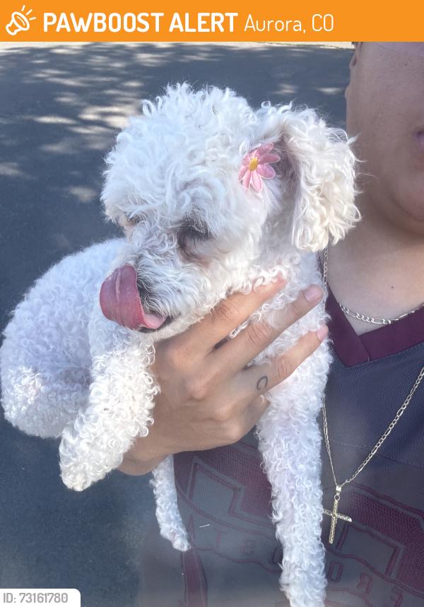 Found/Stray Female Dog last seen 19th, Aurora, CO 80011