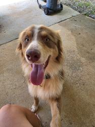 Found/Stray Male Dog last seen Between Mark dr and Riley rd, Greenville, SC 29611