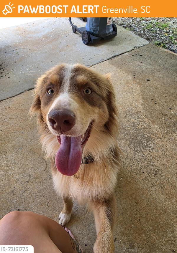 Found/Stray Male Dog last seen Between Mark dr and Riley rd, Greenville, SC 29611