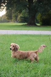Lost Female Dog last seen Near and s river rd, Kentwood, LA 70444