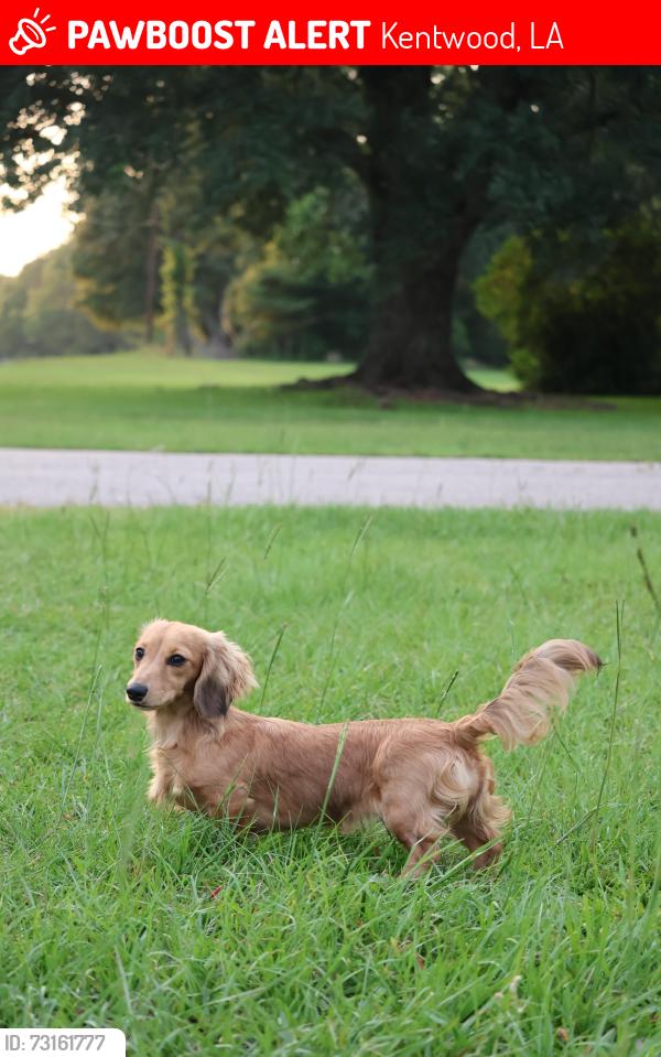 Lost Female Dog last seen Near and s river rd, Kentwood, LA 70444