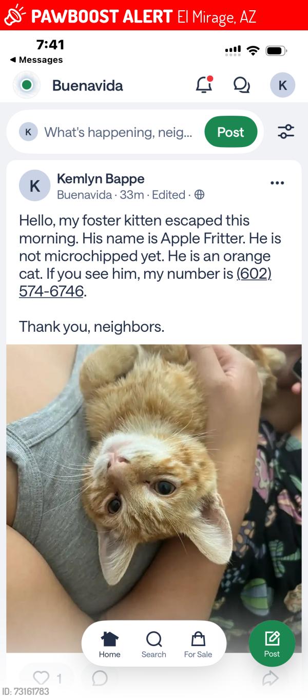 Lost Male Cat last seen Cactus, El Mirage Rd, Buenavida neighborhood, El Mirage, AZ 85335