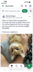 Lost Male Cat last seen Cactus, El Mirage Rd, Buenavida neighborhood, El Mirage, AZ 85335