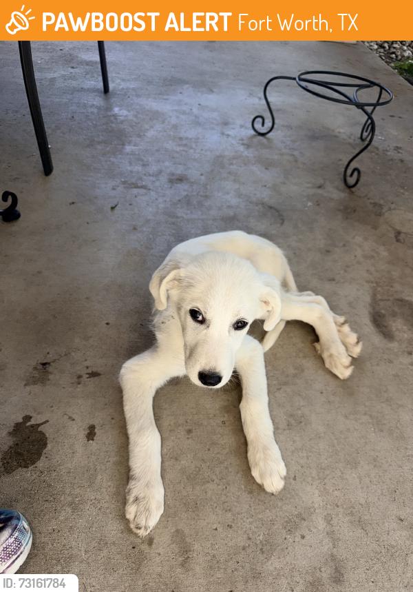 Found/Stray Unknown Dog last seen henco dr, Fort Worth, TX 76119