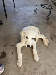Found/Stray Unknown Dog last seen henco dr, Fort Worth, TX 76119