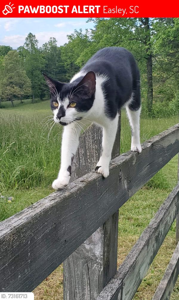 Lost Female Cat last seen Pickens Recycling Center, Easley, SC 29641