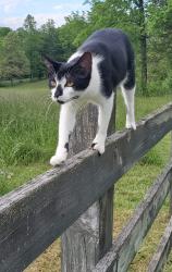 Lost Female Cat last seen Pickens Recycling Center, Easley, SC 29641