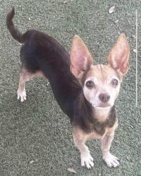 Lost Female Dog last seen Petco, Marble Falls, TX 78654
