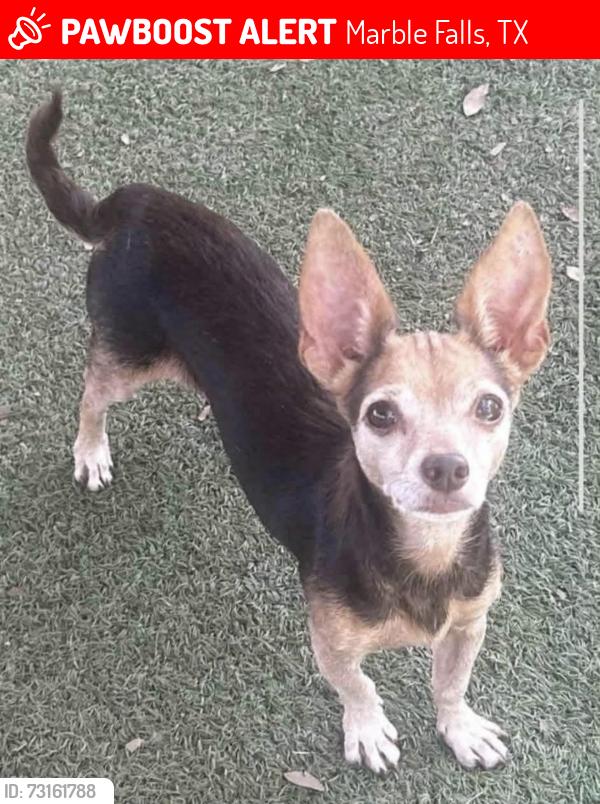 Lost Female Dog last seen Petco, Marble Falls, TX 78654