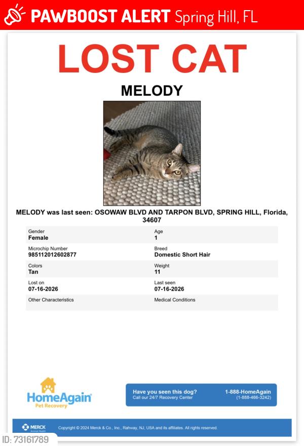 Lost Female Cat last seen Tarpon Blvd, Spring Hill, FL 34607