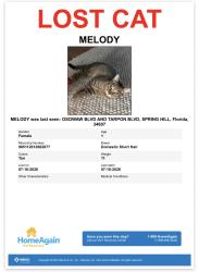 Lost Female Cat last seen Tarpon Blvd, Spring Hill, FL 34607