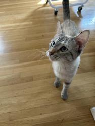 Found/Stray Unknown Cat last seen Ukrainian Orthodox Church, Minneapolis, MN 55413